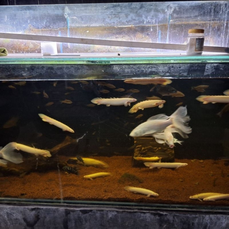 IKAN PALMAS ALBINO INDUKAN SIZE 25CM