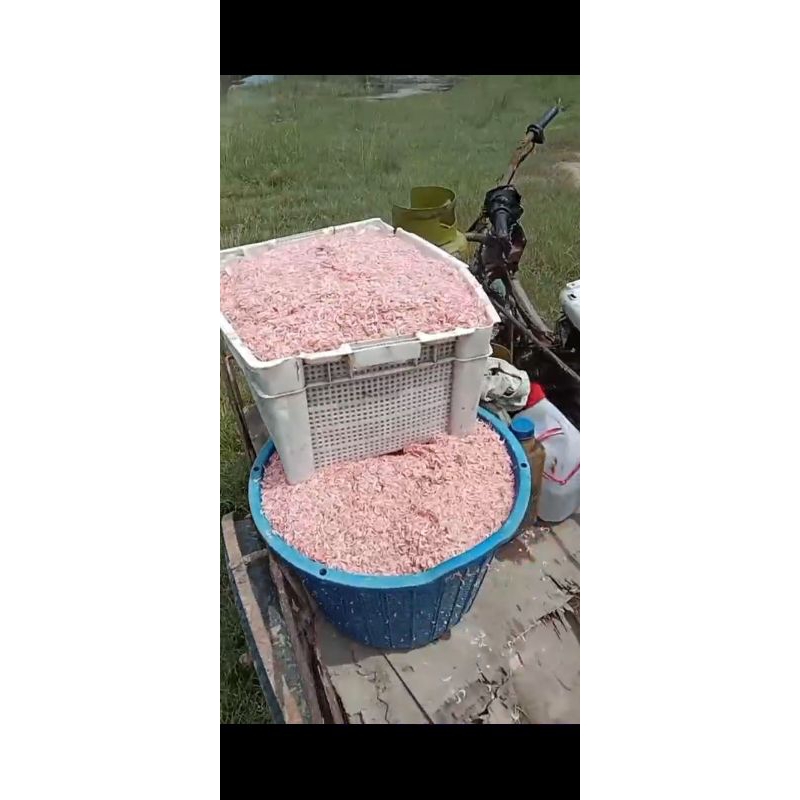 

udang rebon kecepe kering asin