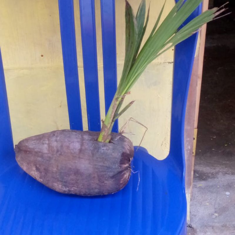 Tunas kelapa tepos/mini bahan bonsai.