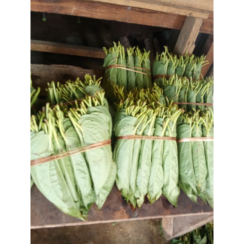 

SIRIH KARO ENAK SEGER PER 1 kepit