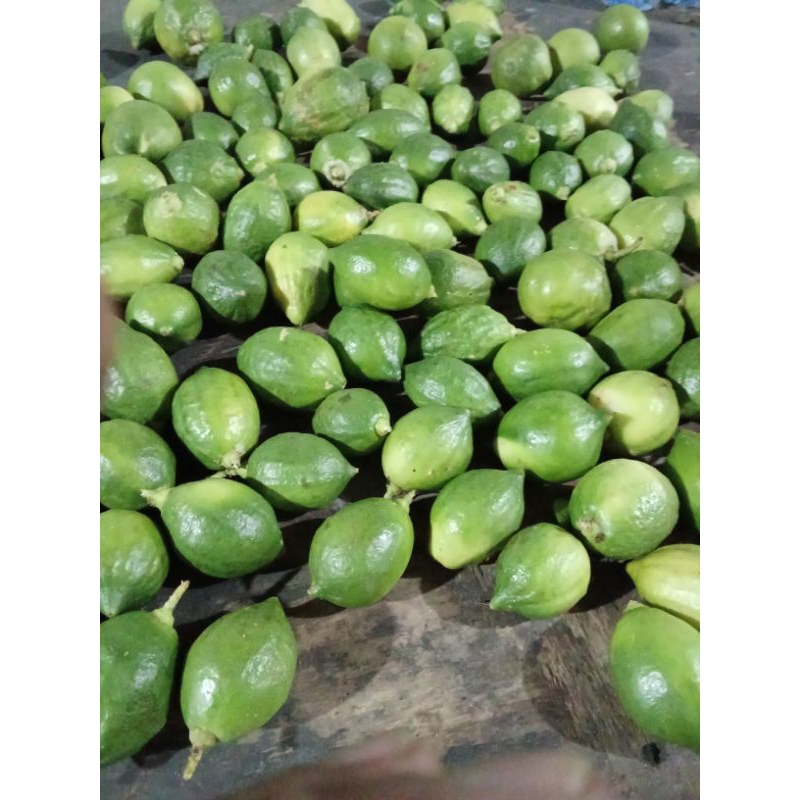 

BUAH JERUK PAGAR CANTIK SEGER FREES HIJAU PER 1 PCS