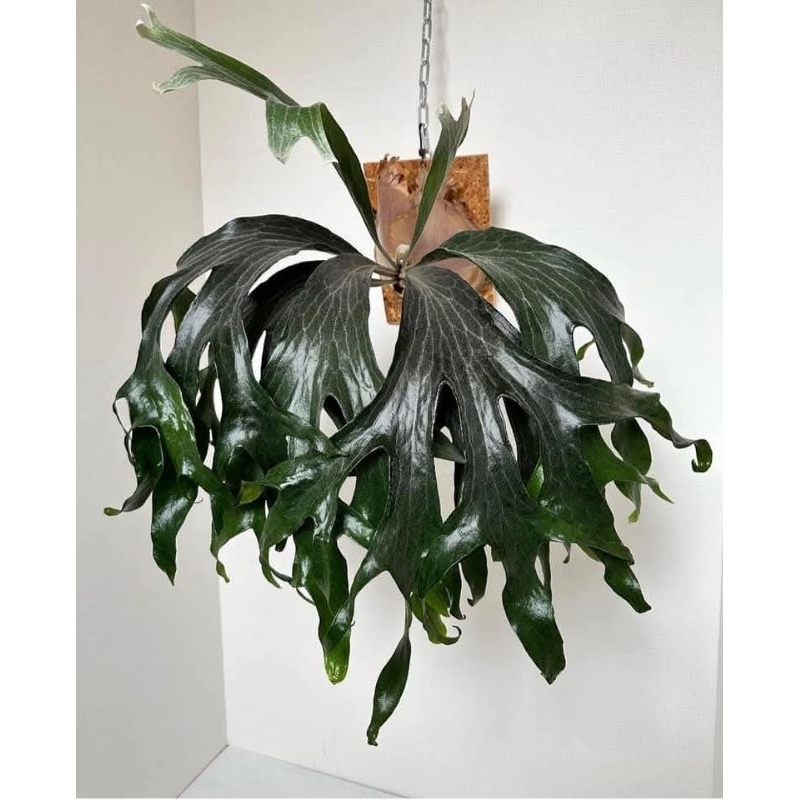 platycerium maserati baby