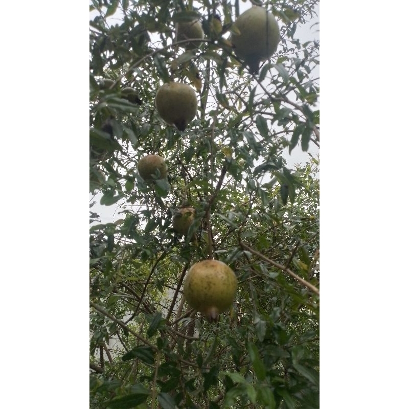 

Buah Delima Putih Fresh 1 Kg | Besar Kecil | Medan | Organik