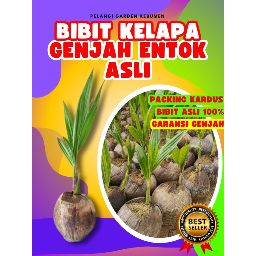 CEPAT BERBUAH.. Bibit Kelapa Genjah Pandan Wangi, Bibit Kelapa Genjah Entok Kebumen, Bibit Kelapa Ge