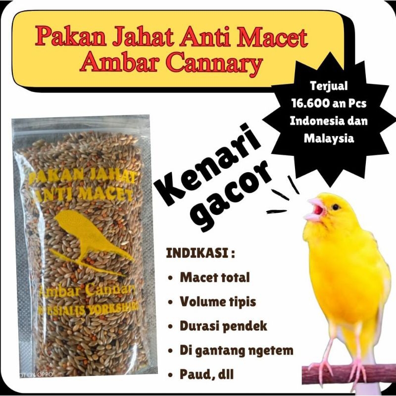 Pakan kenari gacor macet bunyi dan lomba