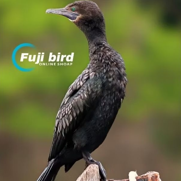 BURUNG PECUK PADI BURUNG HIAS PILIHAN AVIARY