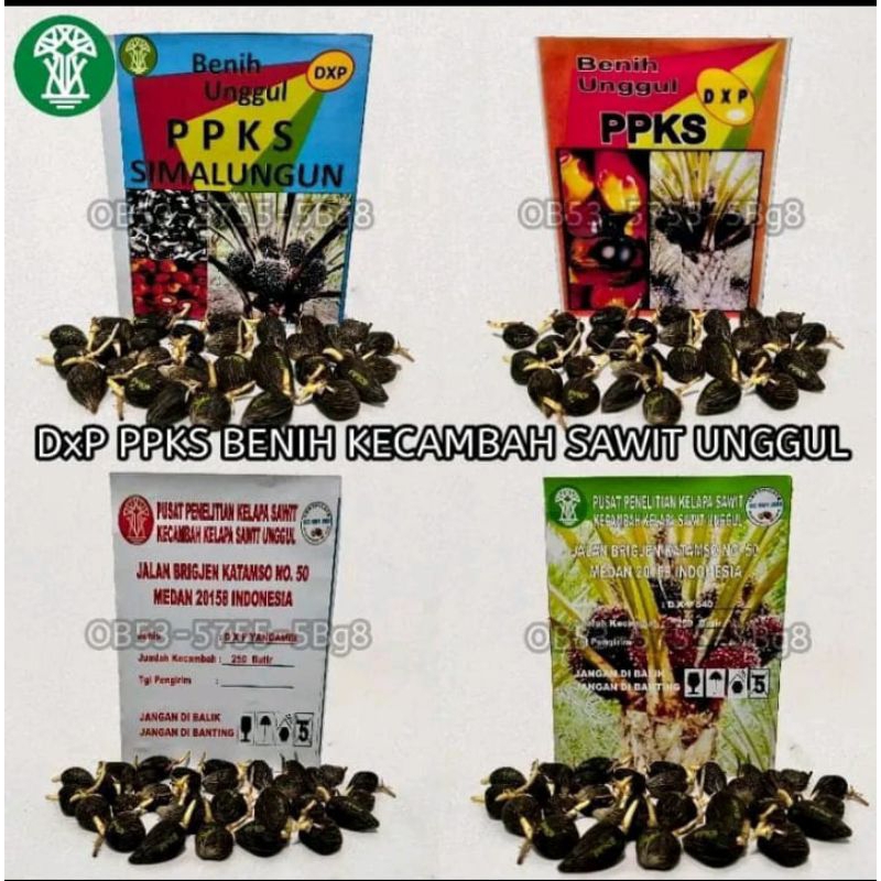 kecambah sawit ppks simalungun bersertifikat