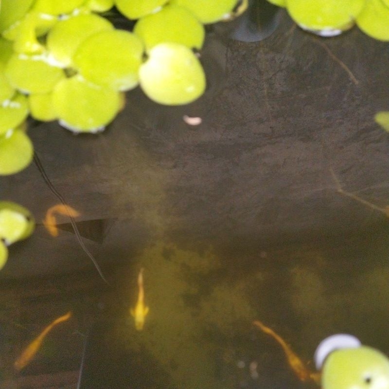 

full gold line vietnam