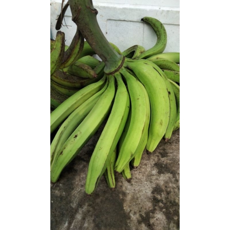 

pisang tanduk lereng gunung Muria di jamin manis pulen berat 1 kg