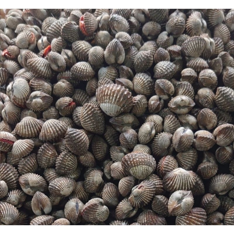

kerang dara 1kg