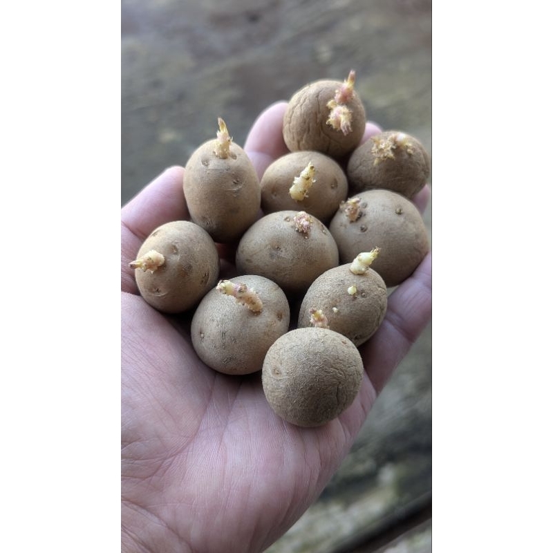 

Bibit kentang G (0) knol