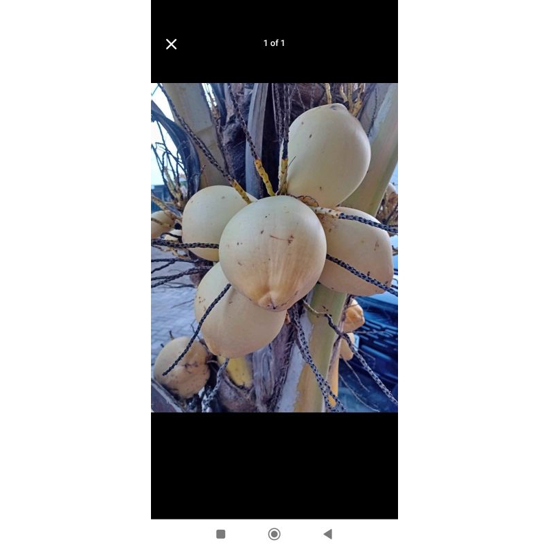 

Kelapa Gading Kuning