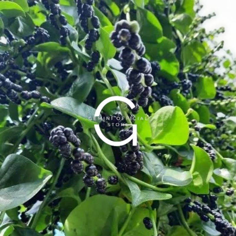 

Buah Angkung Segar Organik Obat Stroke 200 Biji (GOS) ^_^ DUNIA HERBAL