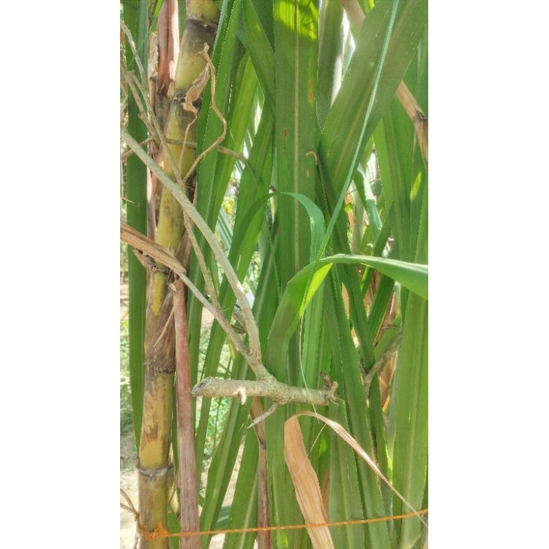 

Bibit tebu kuning Jumbo KOSUMSI.batang besar dan manis