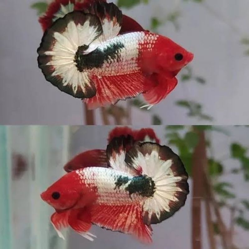 BAHANAN CUPANG FCCP STARTAIL (BEST SELLER)