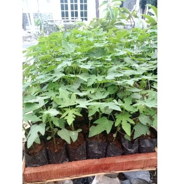 Bibit Pepaya California Siap Tanam