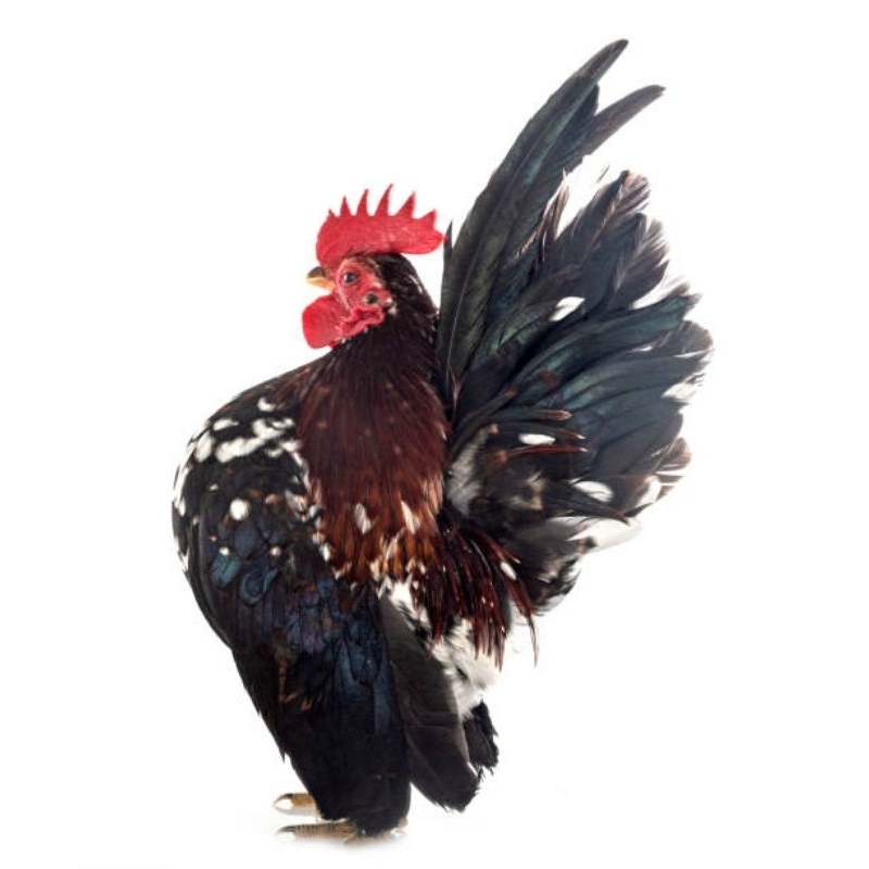

Telur Ayam Hias Serama Blorok Fertil Siap Buat ditetaskan