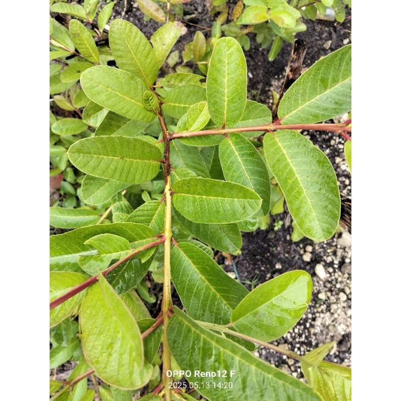 

Daun jambu biji segar per helai