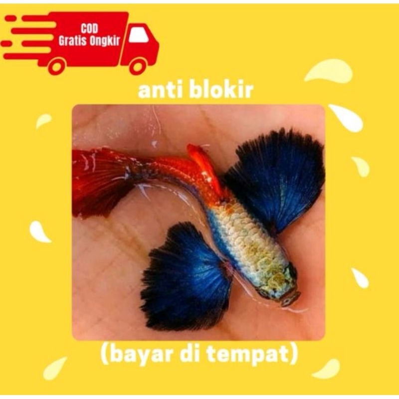 dekorasi akuarium.. sepasang guppy PRTDE indukan PAIR