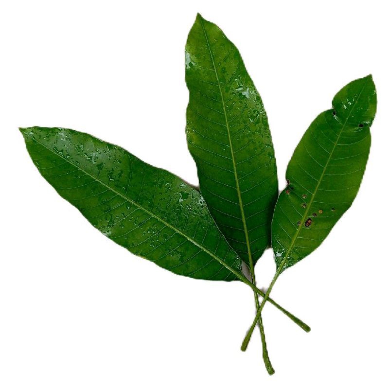 

Daun mangga segar petik langsung paket 500 gram