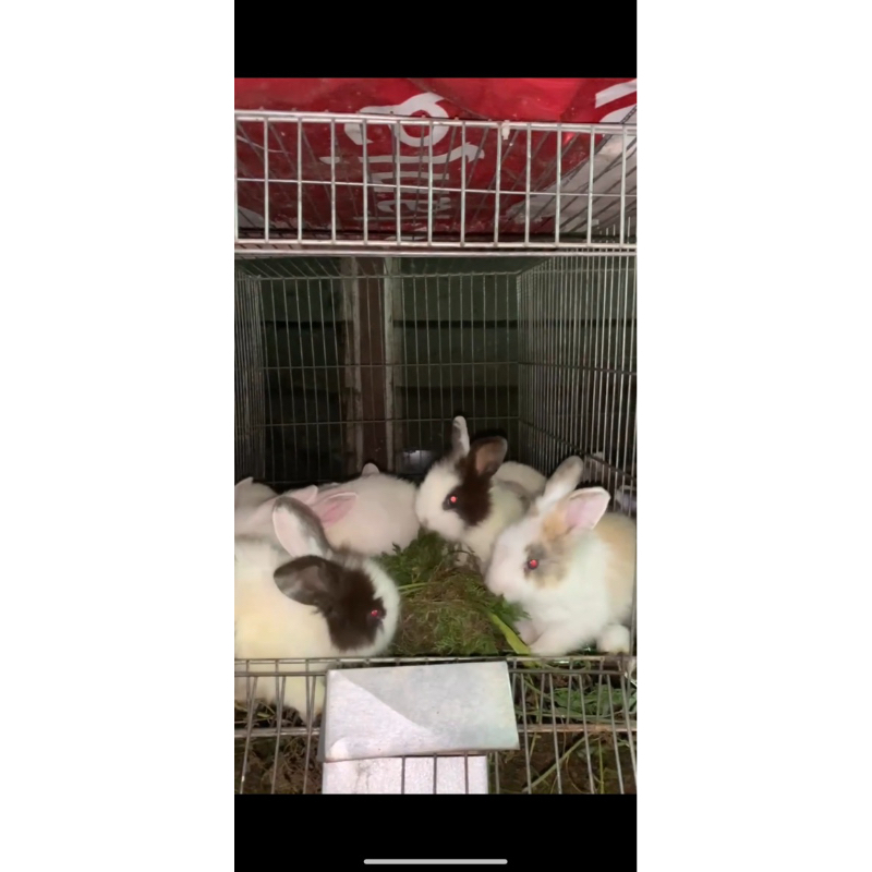 kelinci Hias Anggora Lokal