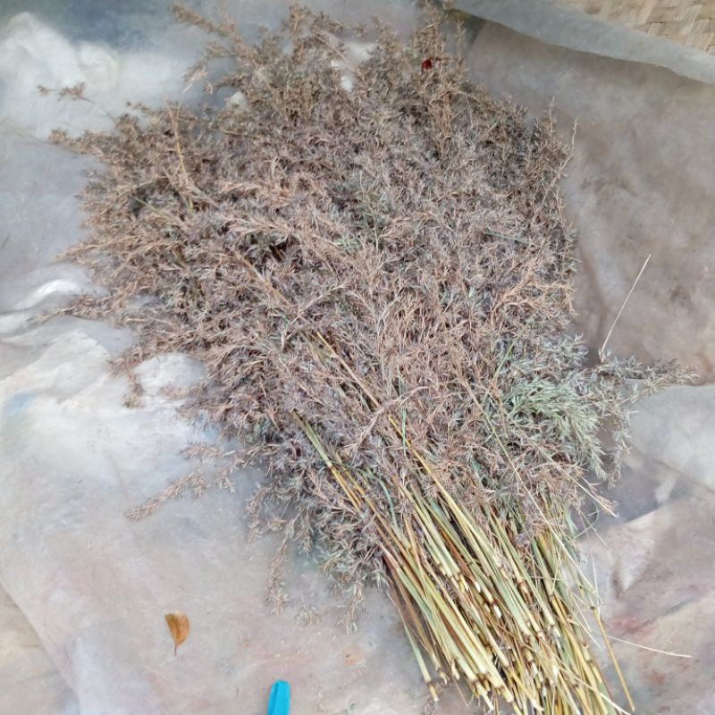 

Bunga sereh wangi sereh merah kering