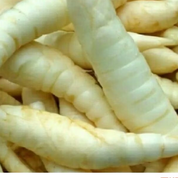 

Umbi garut obat asam lambung 500 grmm