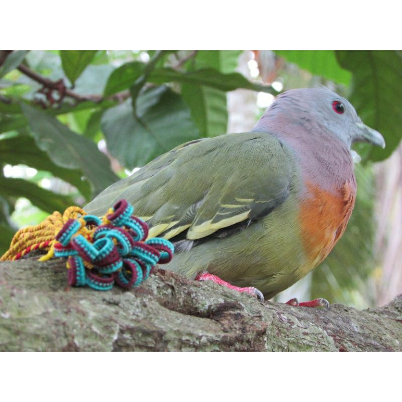 TALI KAKI BURUNG PUNAI