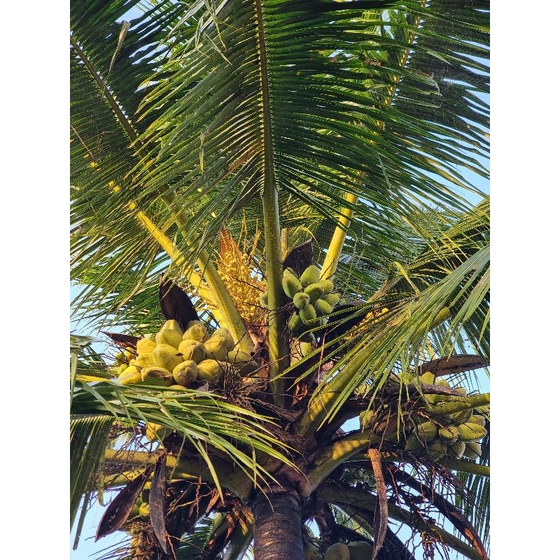 

Beluluk, bluluk segar, buah kelapa muda, kelapa muda kecil, biji kelapa muda, kelapa muda