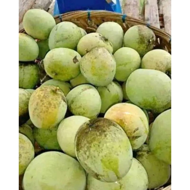

mangga apel mengkal
