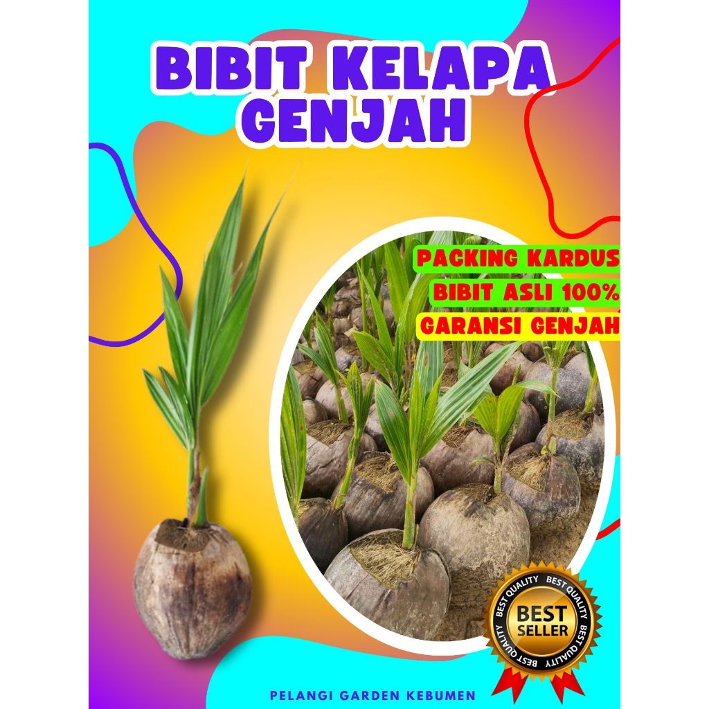 BIBIT PREMIUM.. Bibit Kelapa Hibrida, Bibit Kelapa Hibrida Bersertifikat, Bibit Kelapa Hijau