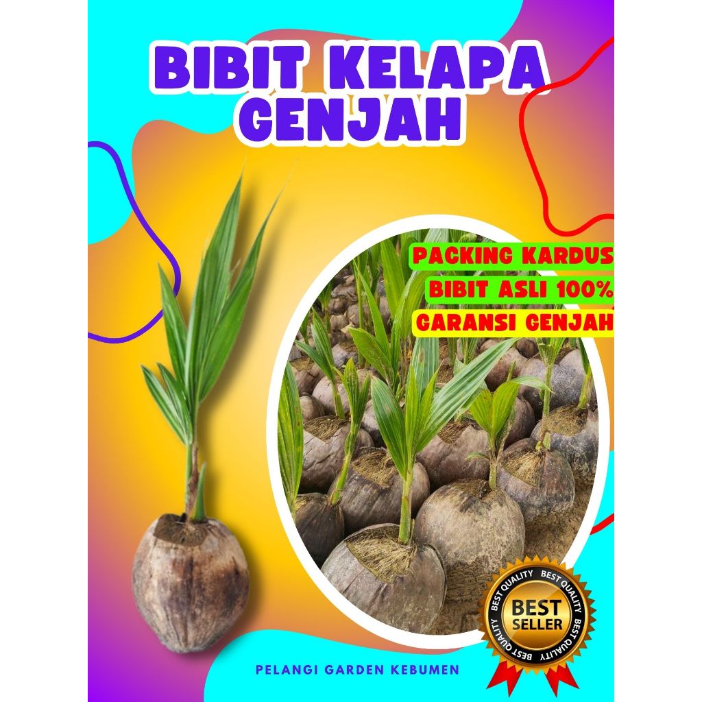 CEPAT BERBUAH..! Bibit Kelapa Hijau, Bibit Kelapa Hibrida Hijau Jumbo, Bibit Kelapa Hijau Asli