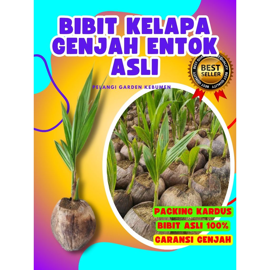 LANGSUNG PETANI.. Bibit Kelapa Ijo Asli, Bibit Kelapa Ijo Pendek, Bibit Kelapa Ijo Genjah