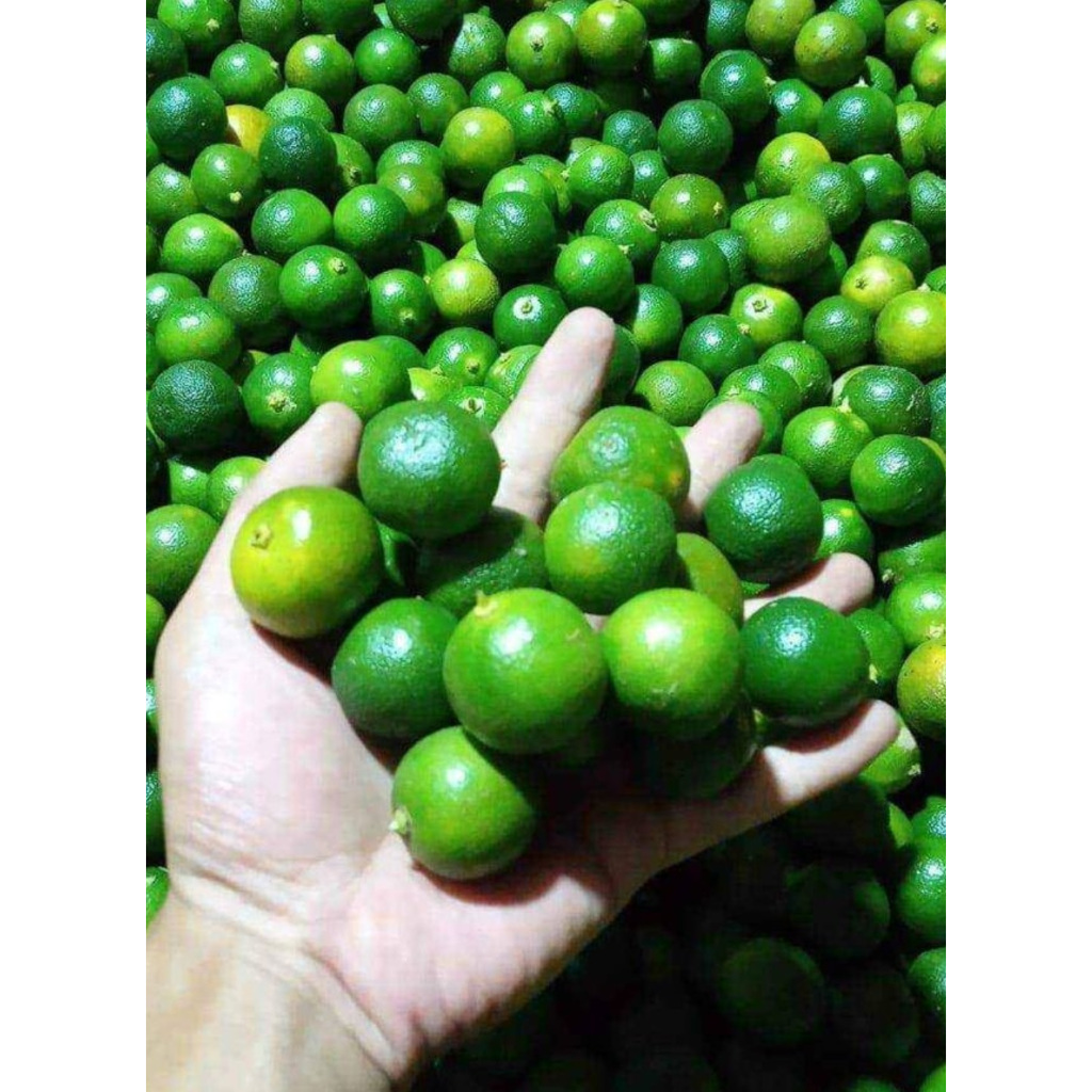 

Jeruk Kasturi / Sonkit Segar - 1 Kg