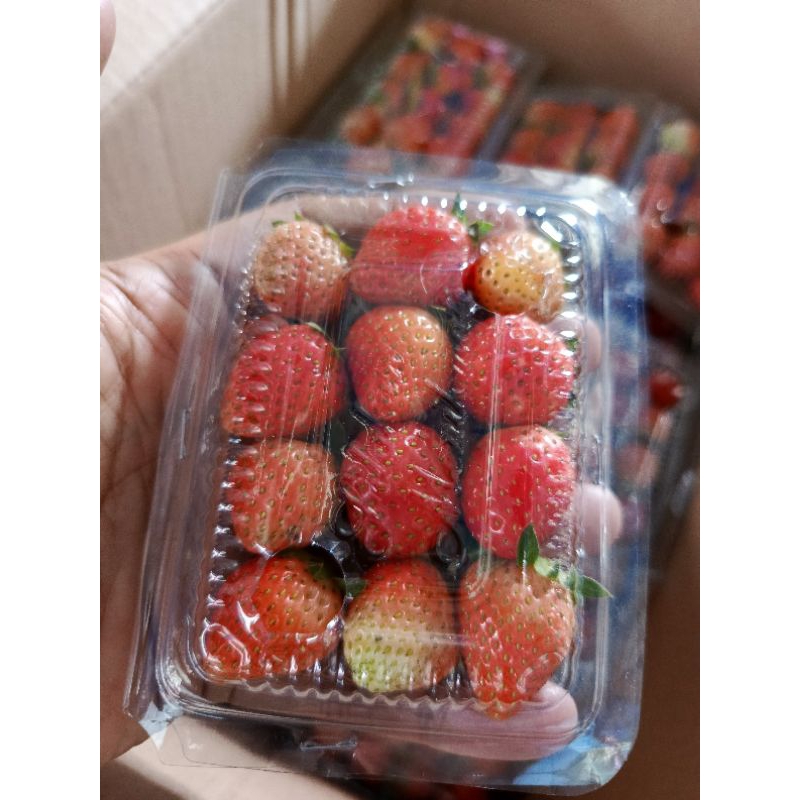 

STROBERY FRESH CUP SUPER MINI LANGSUNG DARI KEBUN