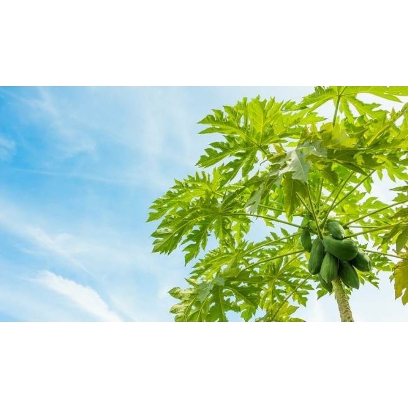 

Daun Pepaya Segar 500 Gram