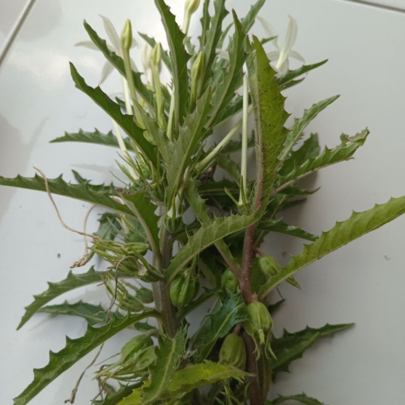 

Jual kitolod segar atau gorejag organik 10 tangkal