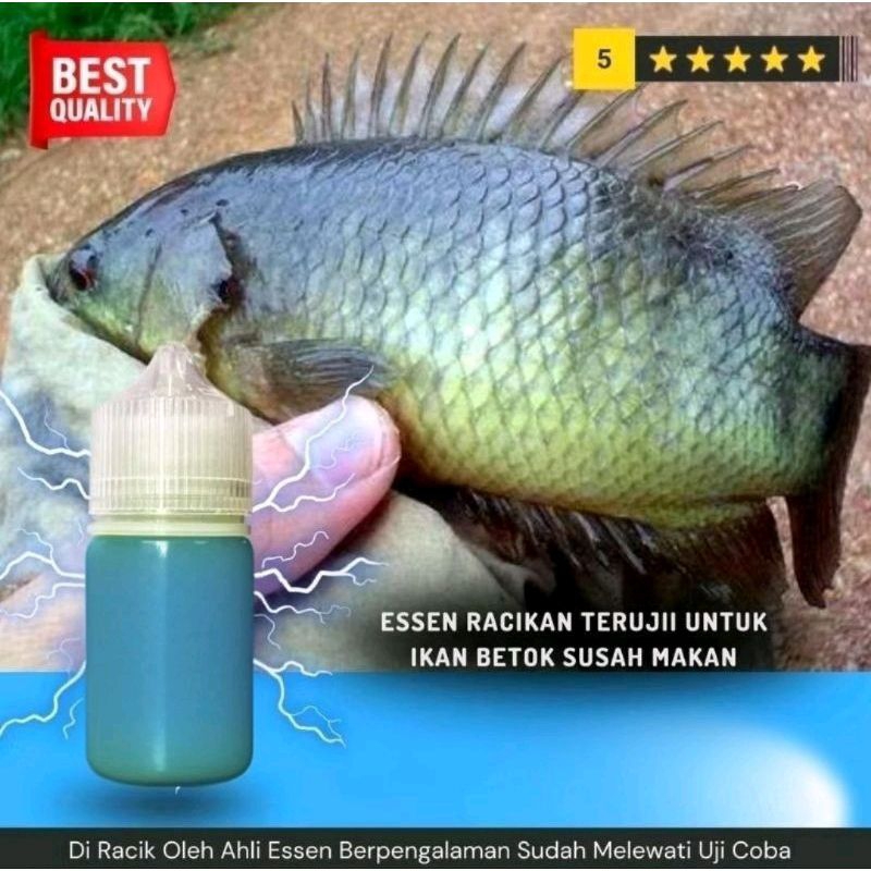 Essen Ikan Betok Paling Ampuh, Umpan Ikan Betok, Mancing Ikan Betok -48