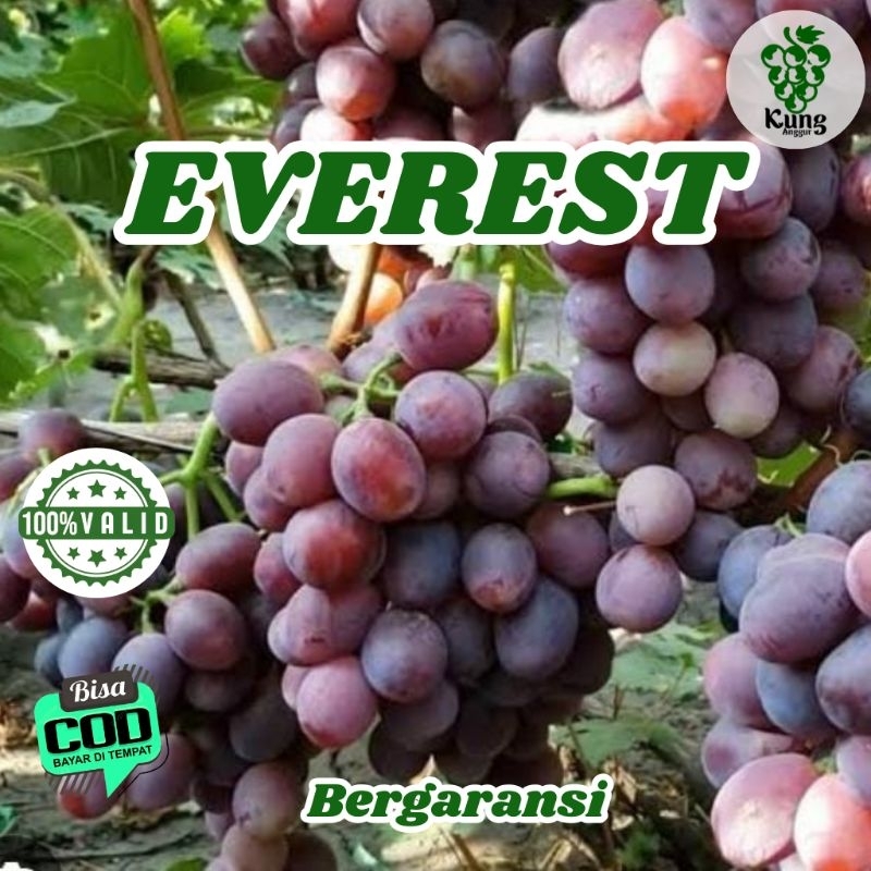 

Bibit Anggur Import Everest Merah Manis 100% Valid KUNG ANGGUR