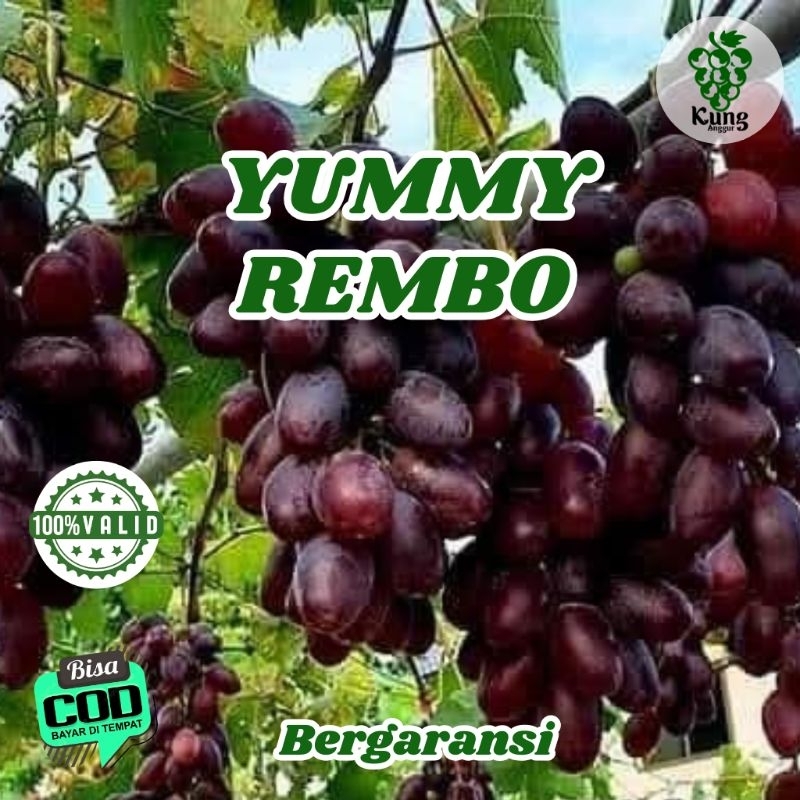 

Bibit Anggur Import Yummy Rembo 100% Valid KUNG ANGGUR