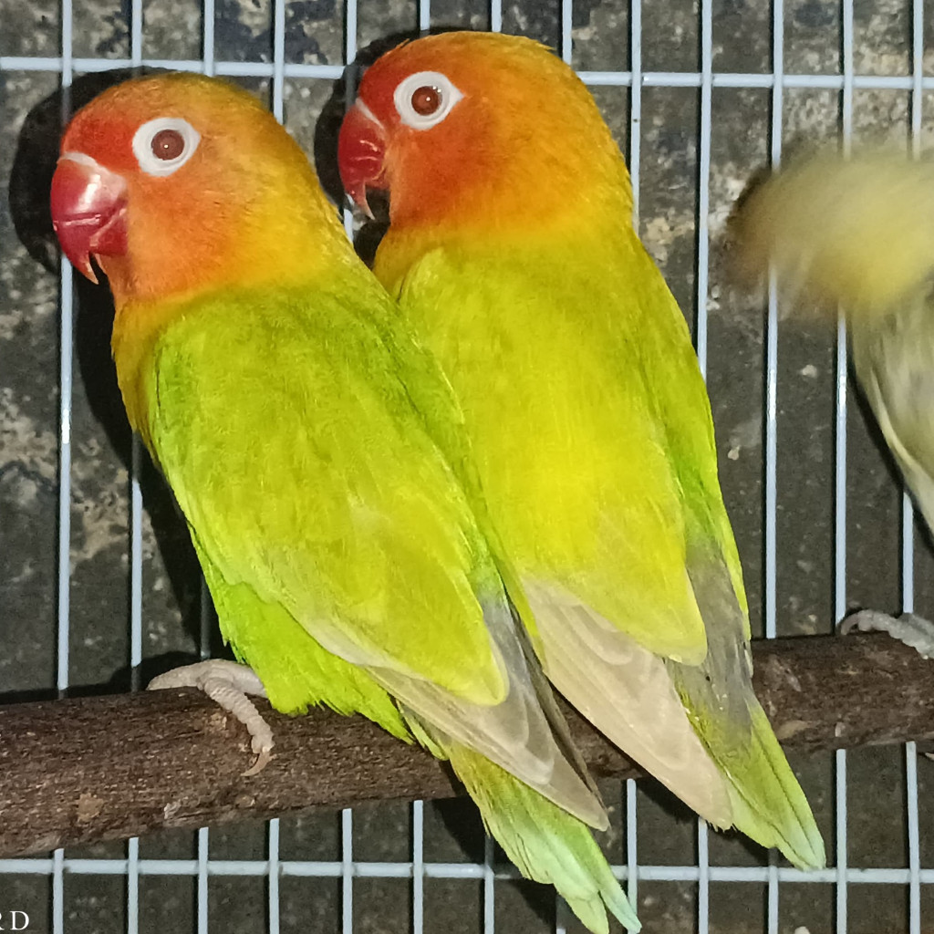 Burung Lovebird PF Green Mata Merah Sepasang