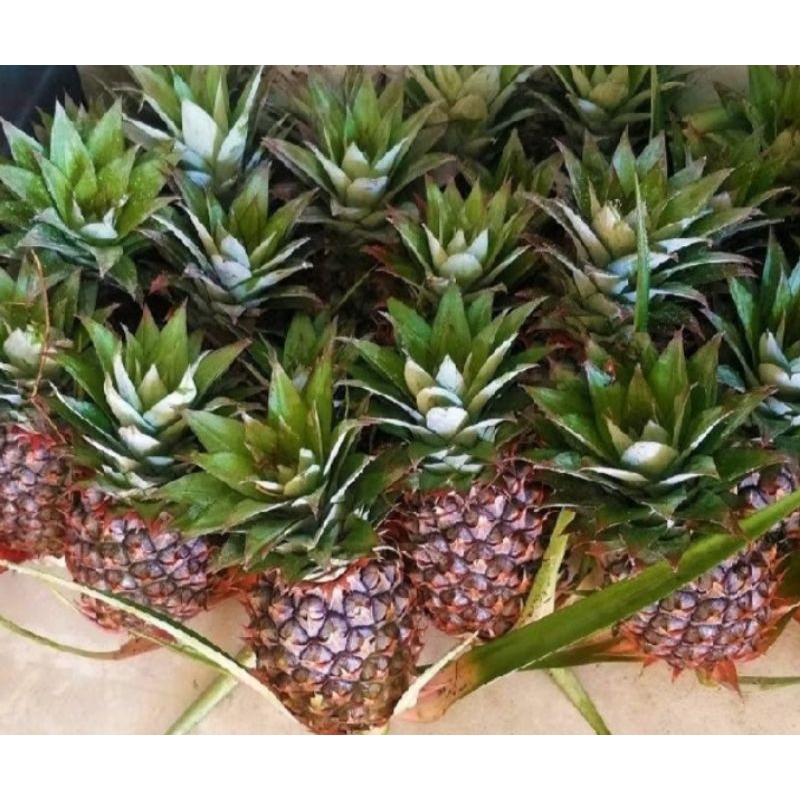 

nanas muda segar 2 pcs