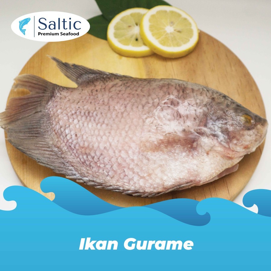 

Ikan Gurame Frozen (300-400 gr) - SALTIC