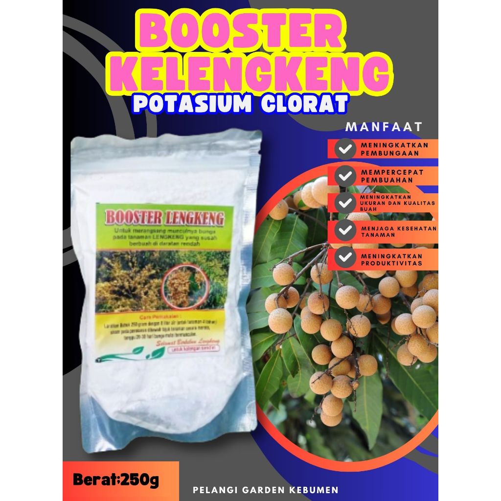 TERBAIK  Booster Buah Kelengkeng Pingpong, Booster Buah Kelengkeng Pingpong Berbuah, Booster Buah Ke