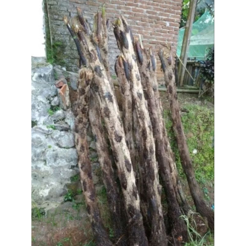 Tanaman hias pakis monyet /paku tihang 50cm