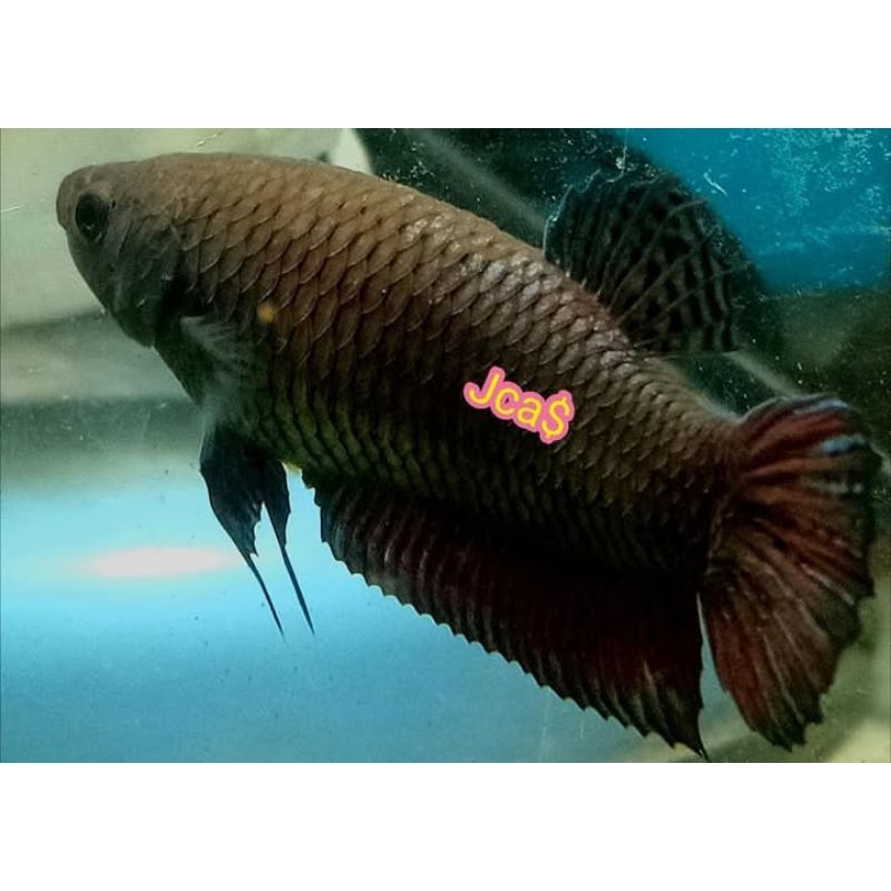 cupang betina super anakan import thailand ukuran s , s full