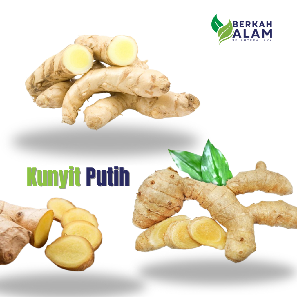 

Kunyit Putih 1 kg Kunyit Putih Super Berkah Alam Sejahtera Jaya