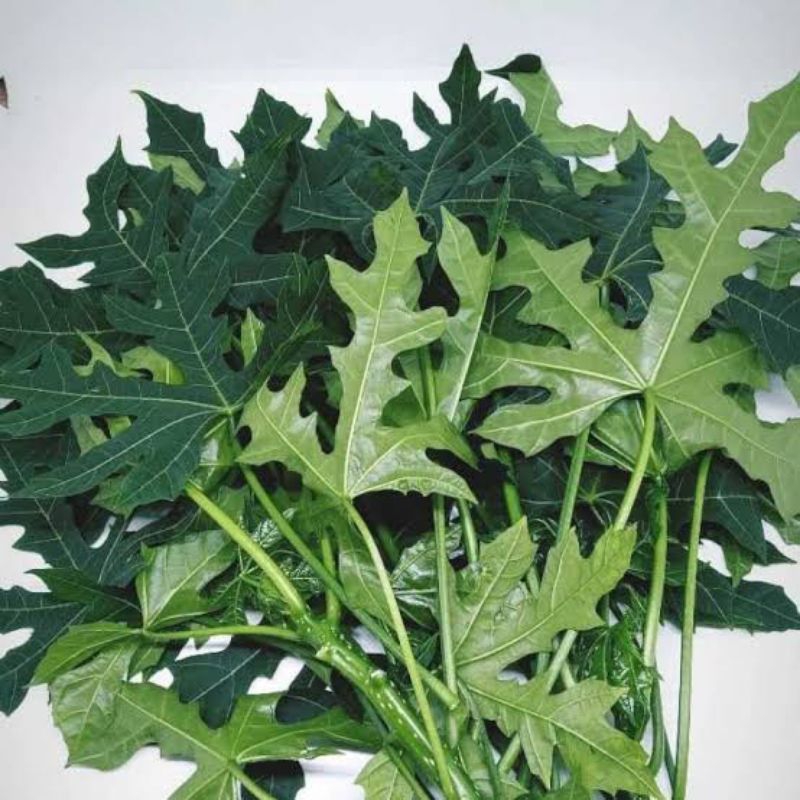

Daun pepaya jepang/cahaya di jual per 100gram