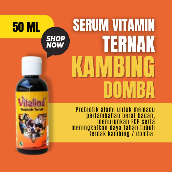 vitamin ternak domba vitamin domba garut  vitamin domba penggemukan  vitamin rambut  vitamin rambut 