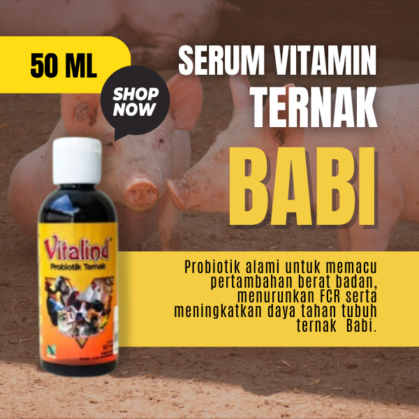 Vitamin ternak babi vitamin ternak vitamin babi agar cepat produktif  vitamin babi kecil  vitamin ba